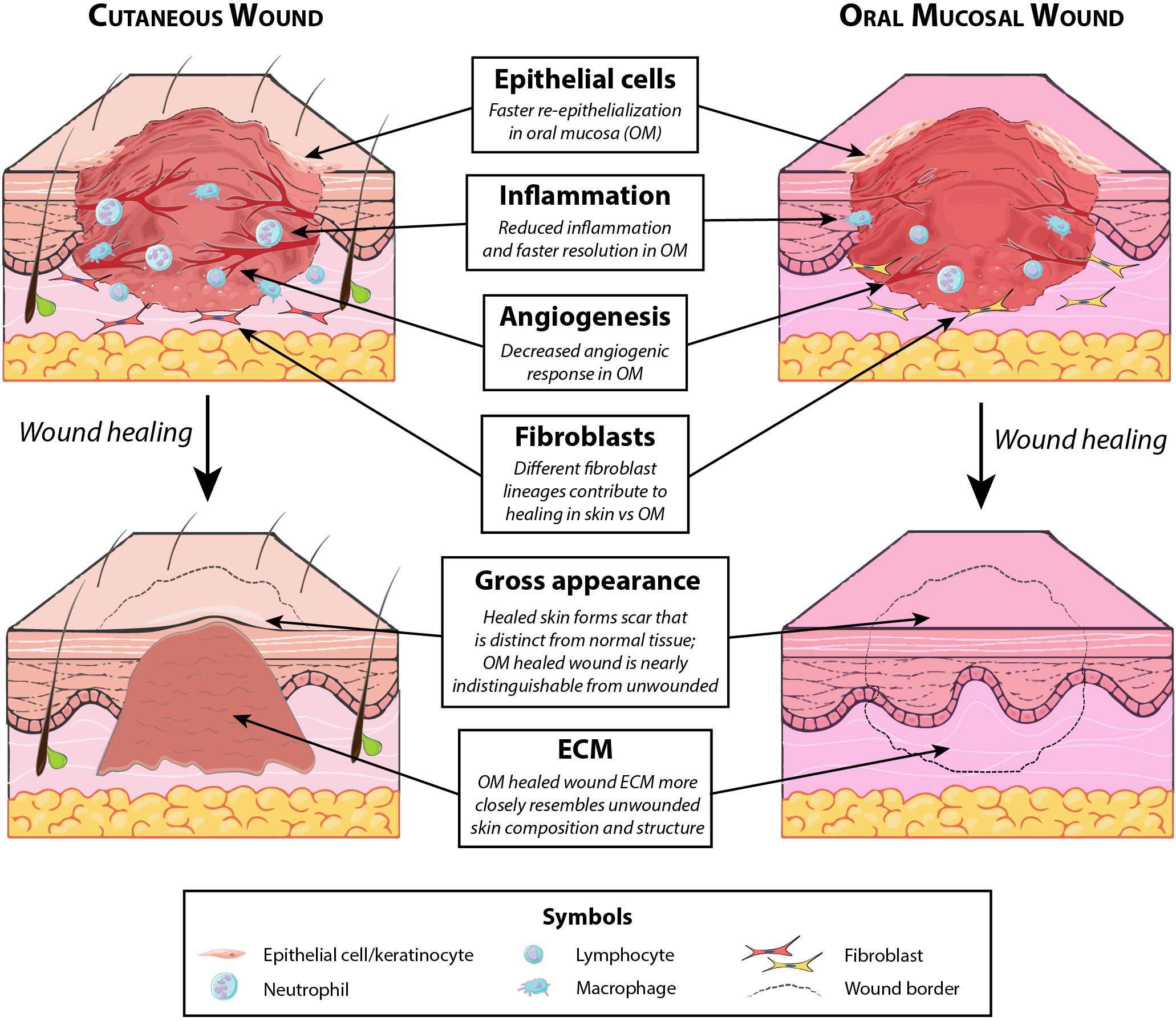 Frontiers | The Spectrum of Scarring in Craniofacial Wound Repair