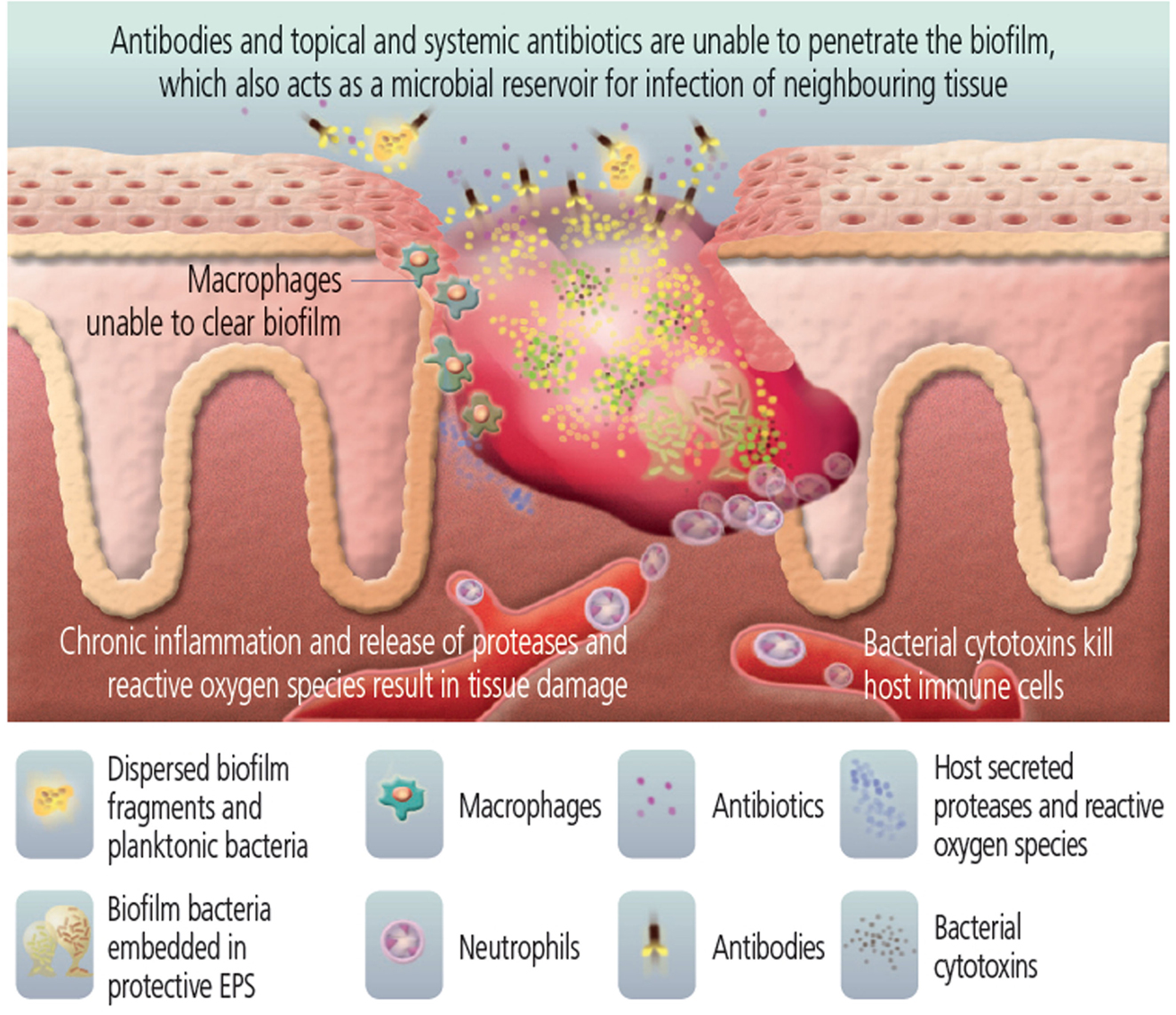 Frontiers | The Human Cathelicidin Antimicrobial Peptide LL-37 as a ...