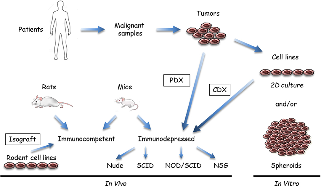 Frontiers | The Biology of Malignant Mesothelioma and the Relevance of ...