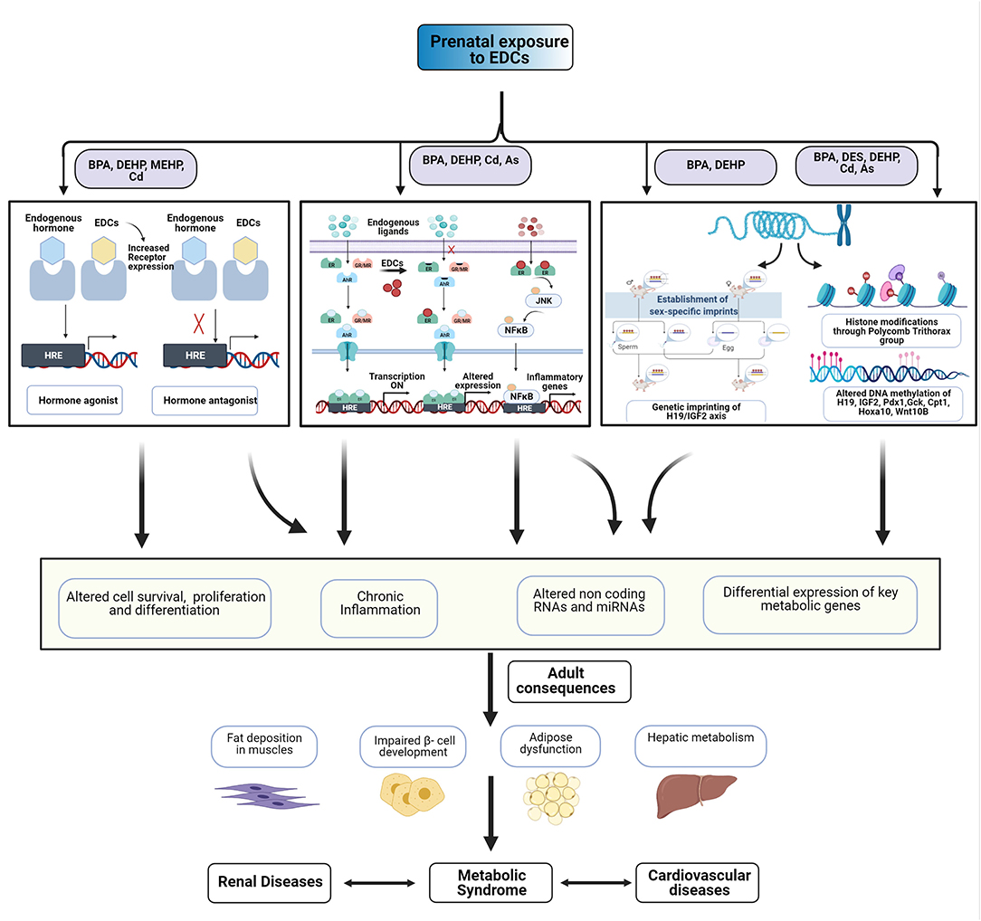 Frontiers | Developmental Exposure to Endocrine Disrupting Chemicals ...