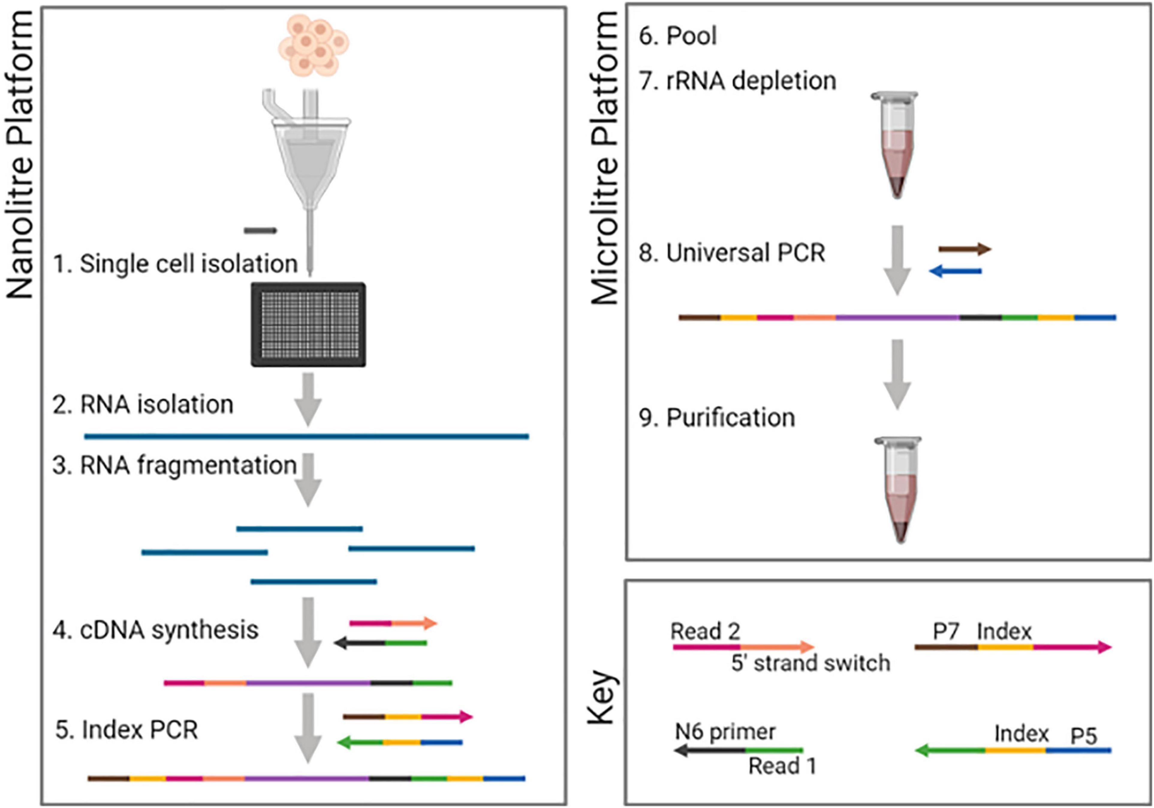 Frontiers | A Scalable Strand-Specific Protocol Enabling Full-Length ...