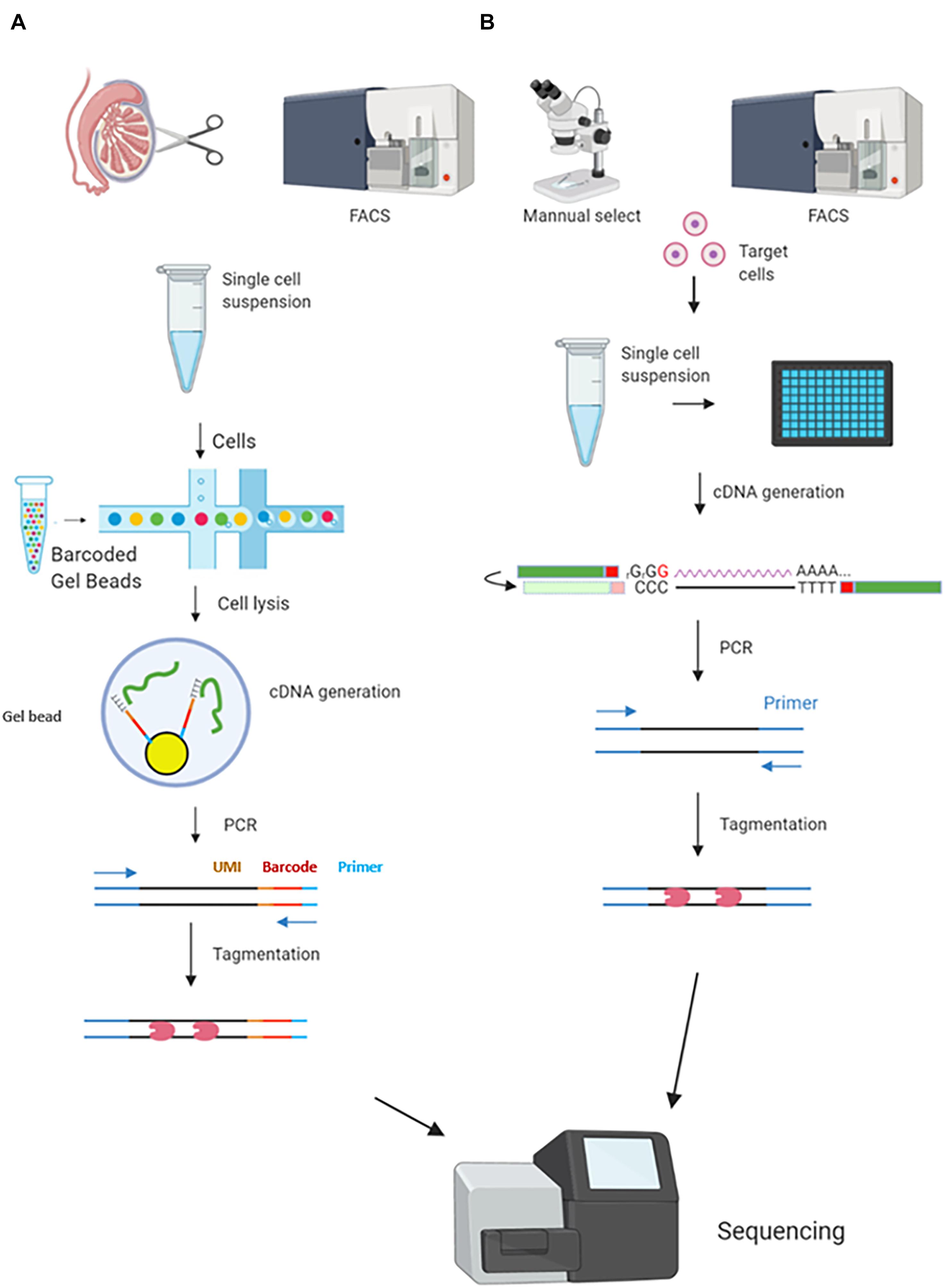 Frontiers | The Application of Single-Cell RNA Sequencing in Mammalian ...