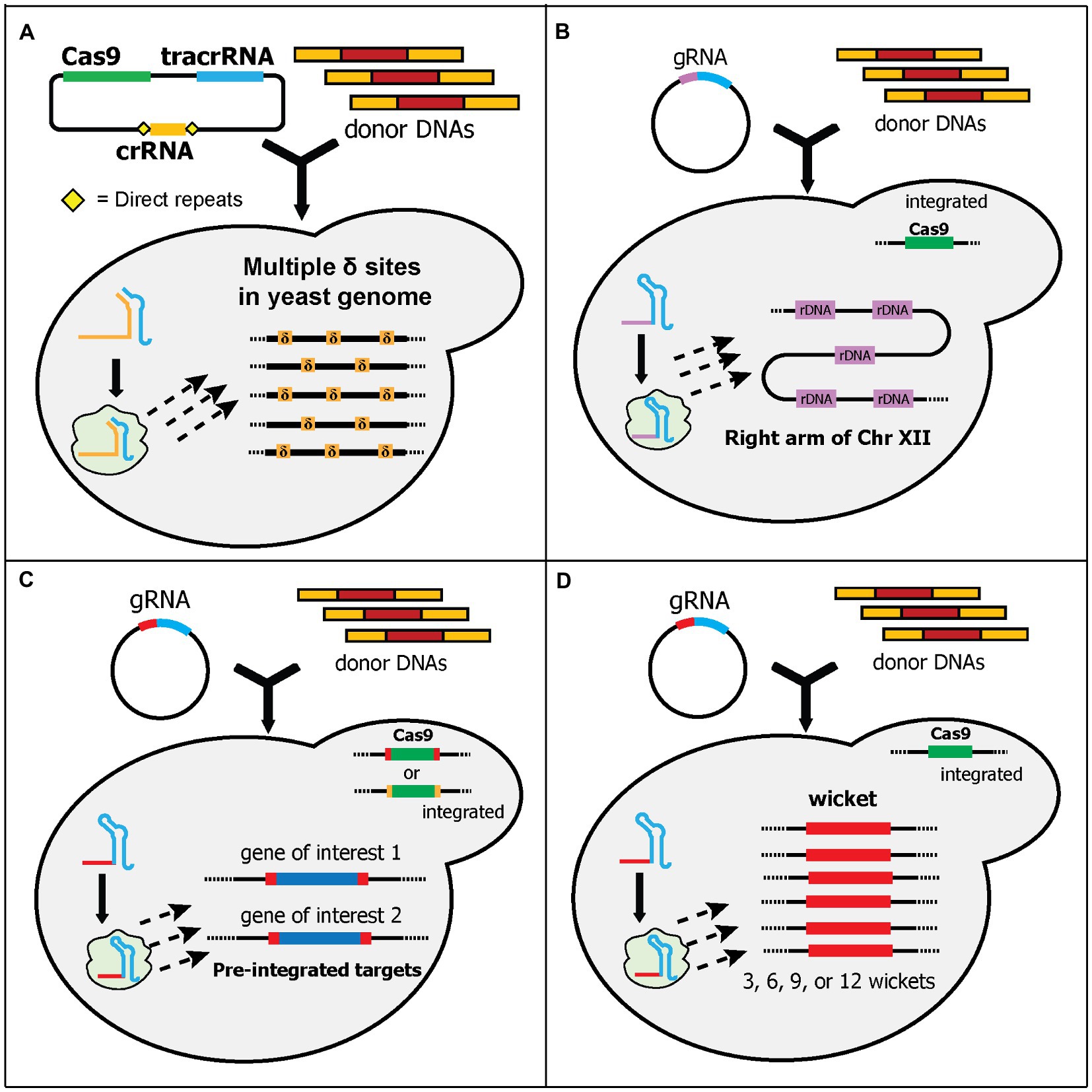 Frontiers | Multiplex Genome Editing in Yeast by CRISPR/Cas9 – A Potent ...