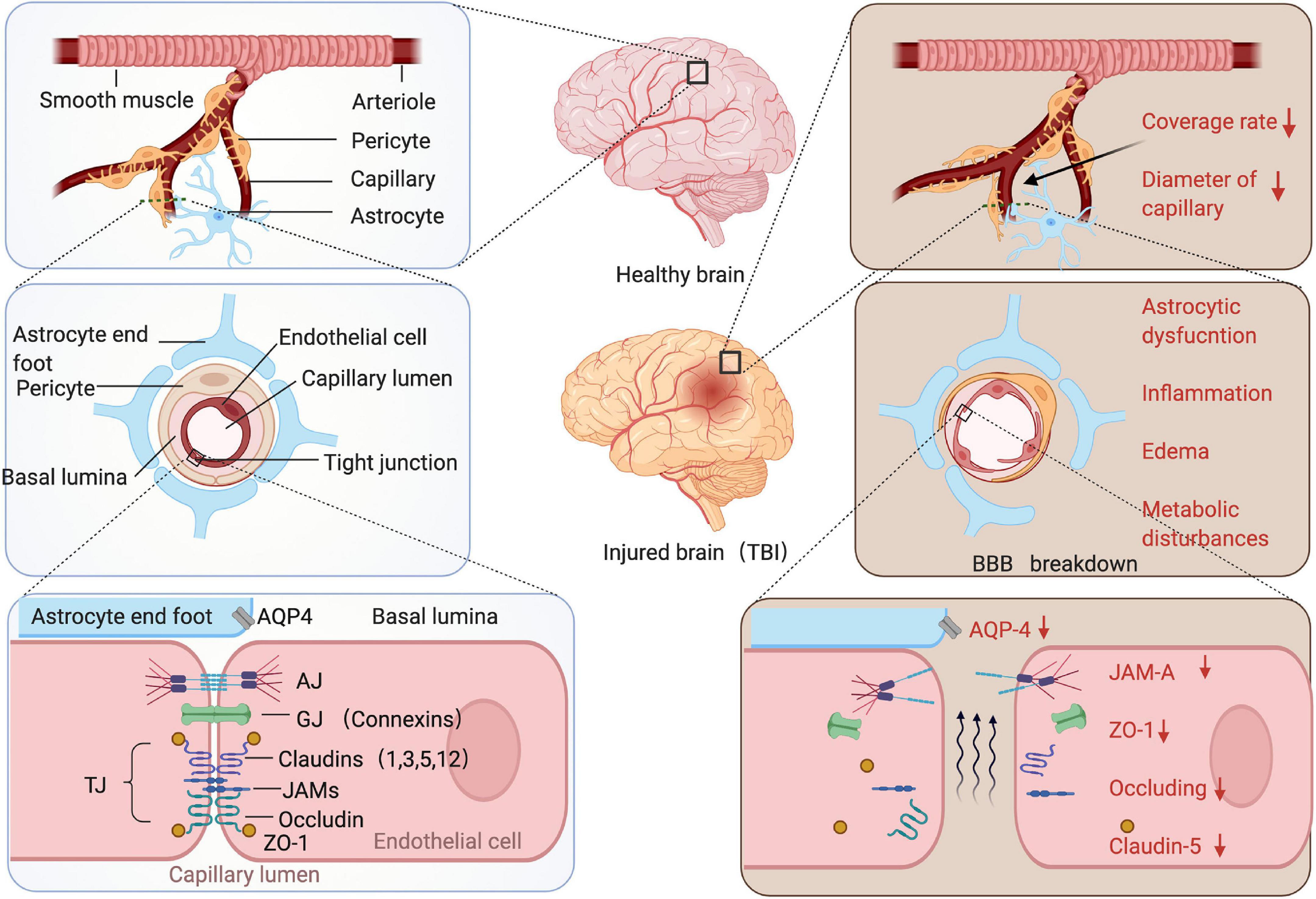 Hyperosmolar Blood–brain Barrier Opening Using, 48% OFF