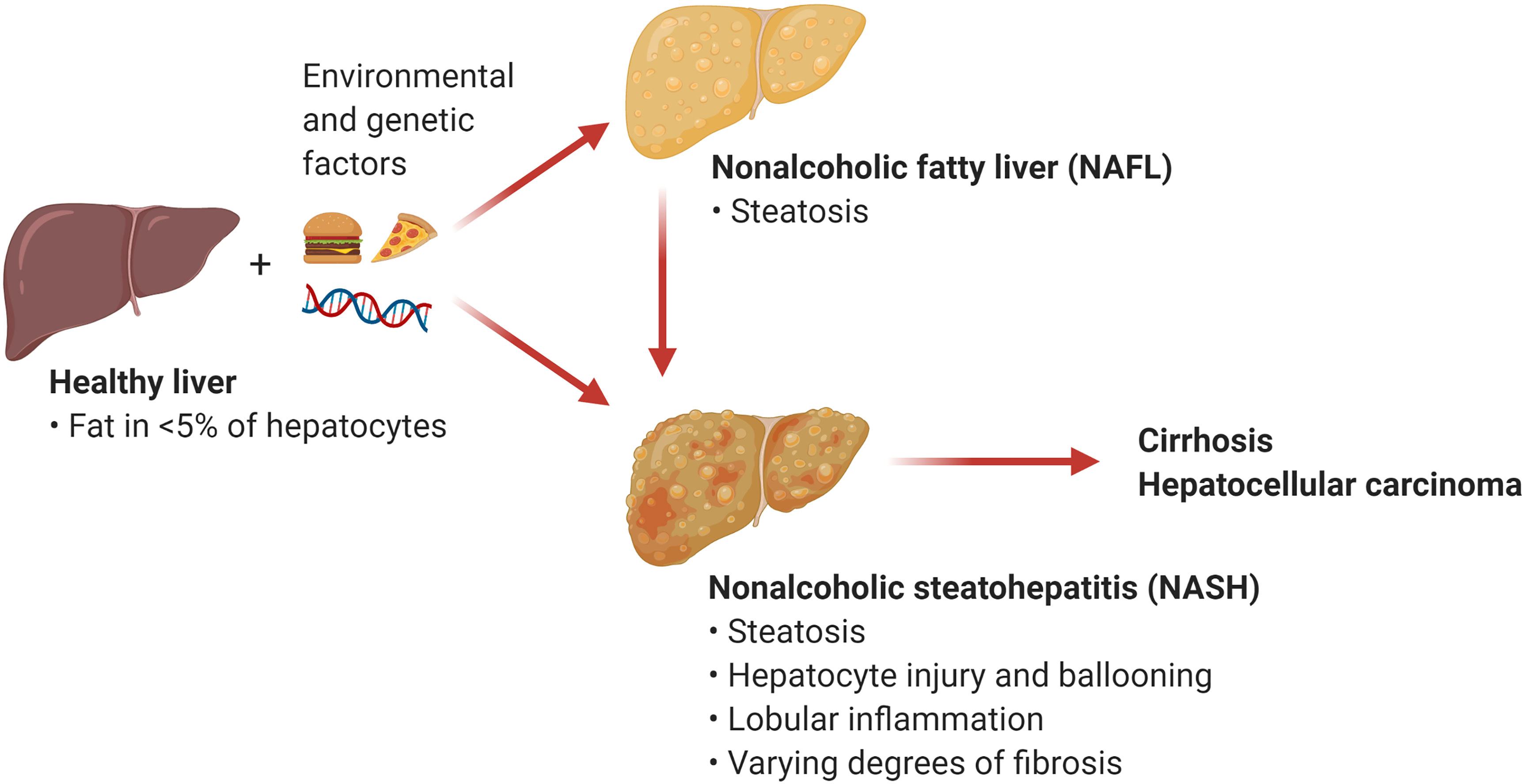 Frontiers | Emerging Roles of T Cells in the Pathogenesis of ...