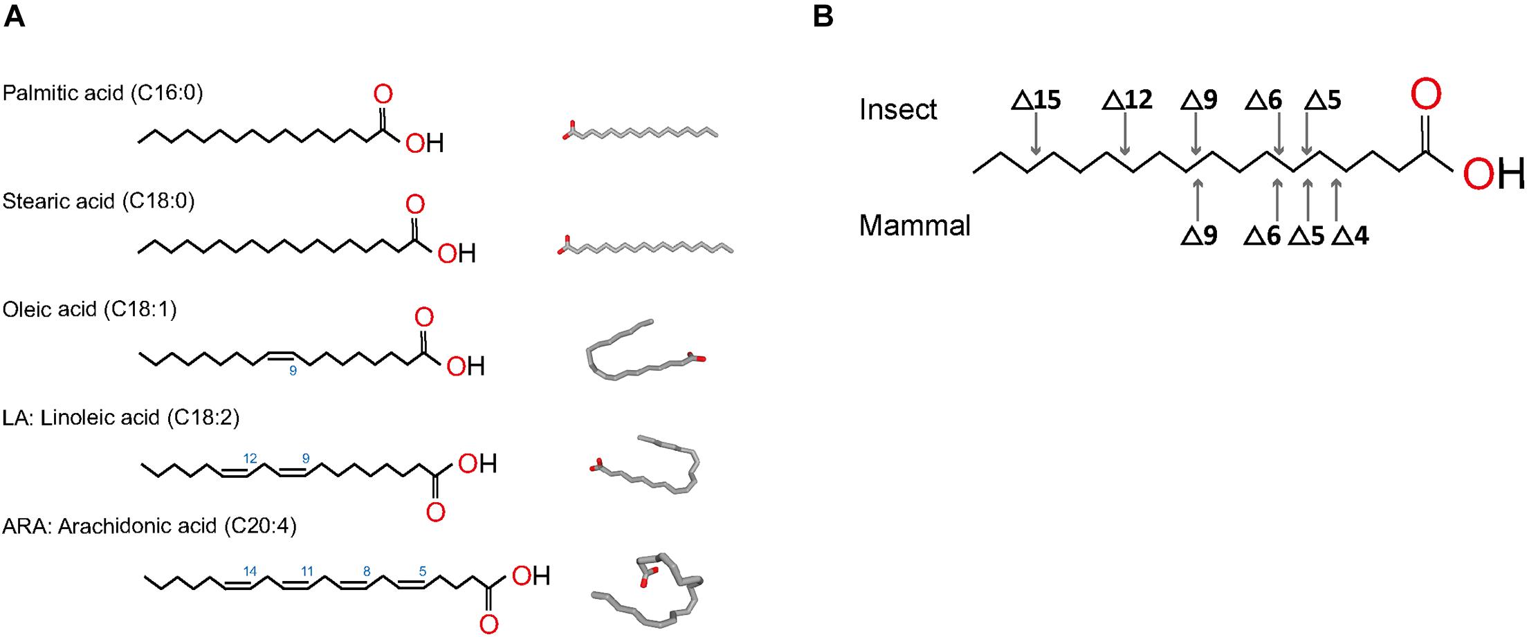 Frontiers | Lipid Interactions Between Flaviviruses and Mosquito Vectors