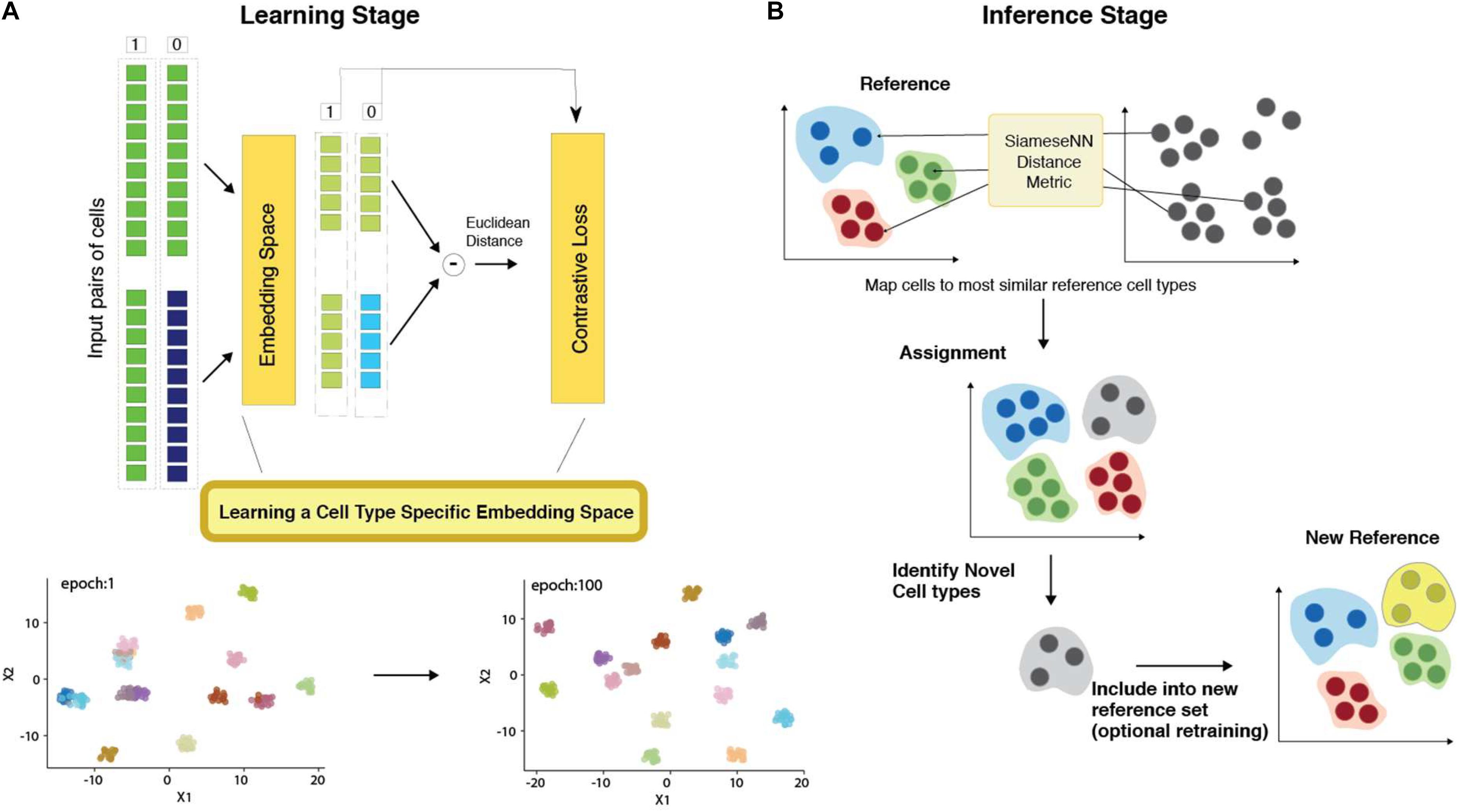 MapCell – A Siamese neural network architecture for single cell gene ...