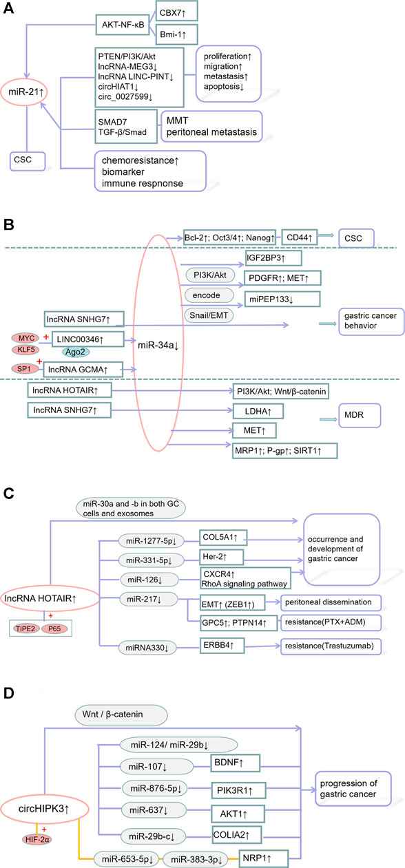 Frontiers | The Molecular Roles and Clinical Implications of Non-Coding ...