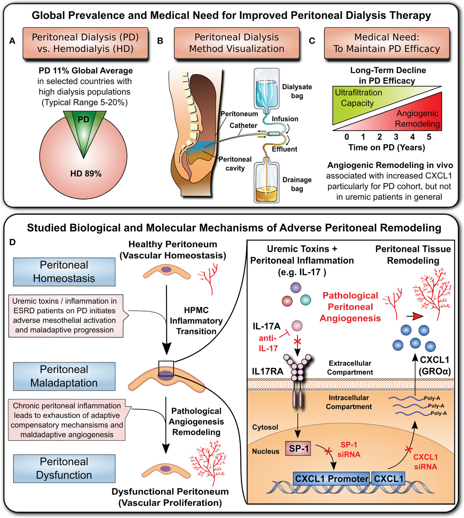 Frontiers | Angiogenic Role of Mesothelium-Derived Chemokine CXCL1 ...