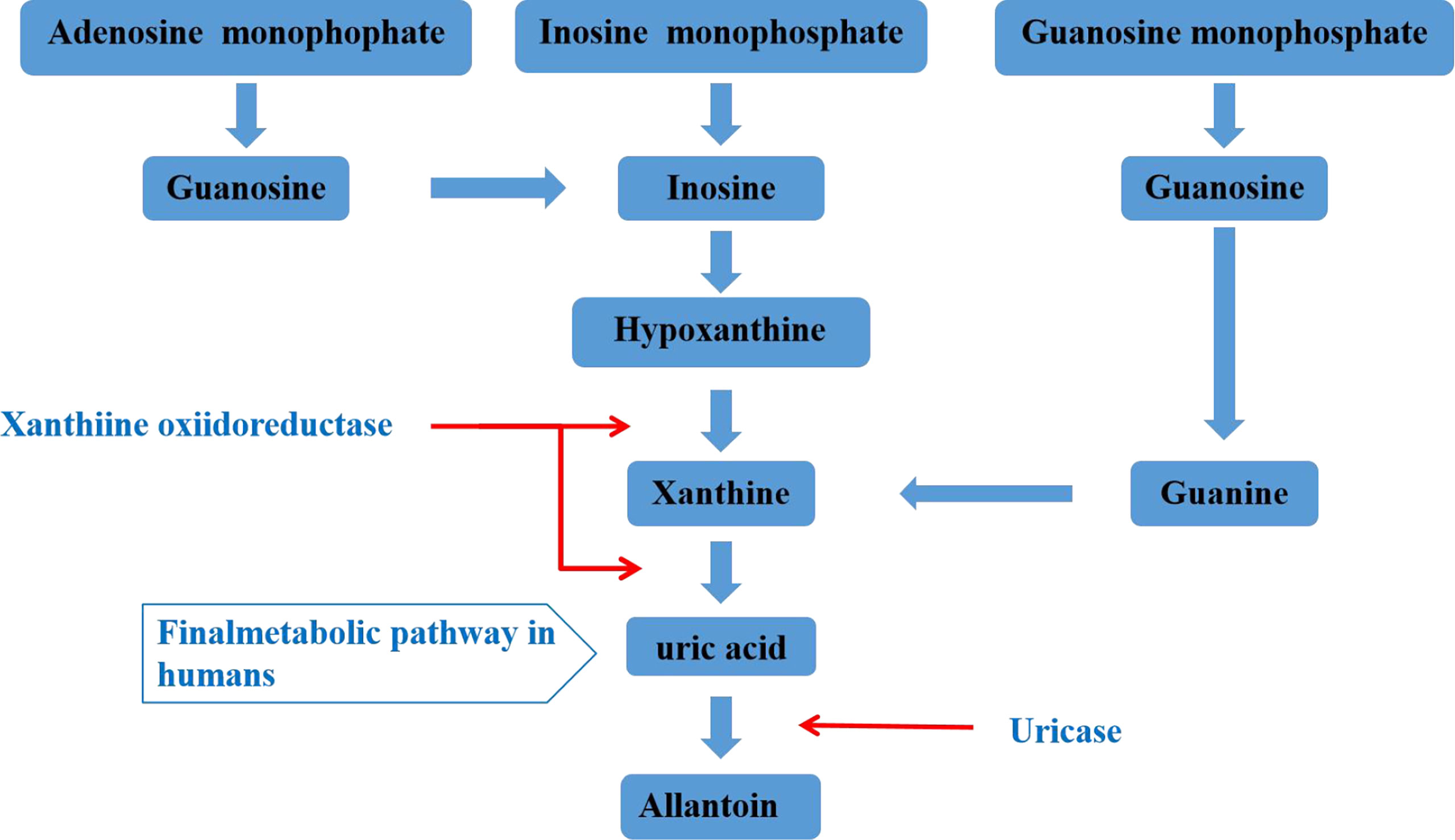 Frontiers | The Role of the Intestine in the Development of Hyperuricemia