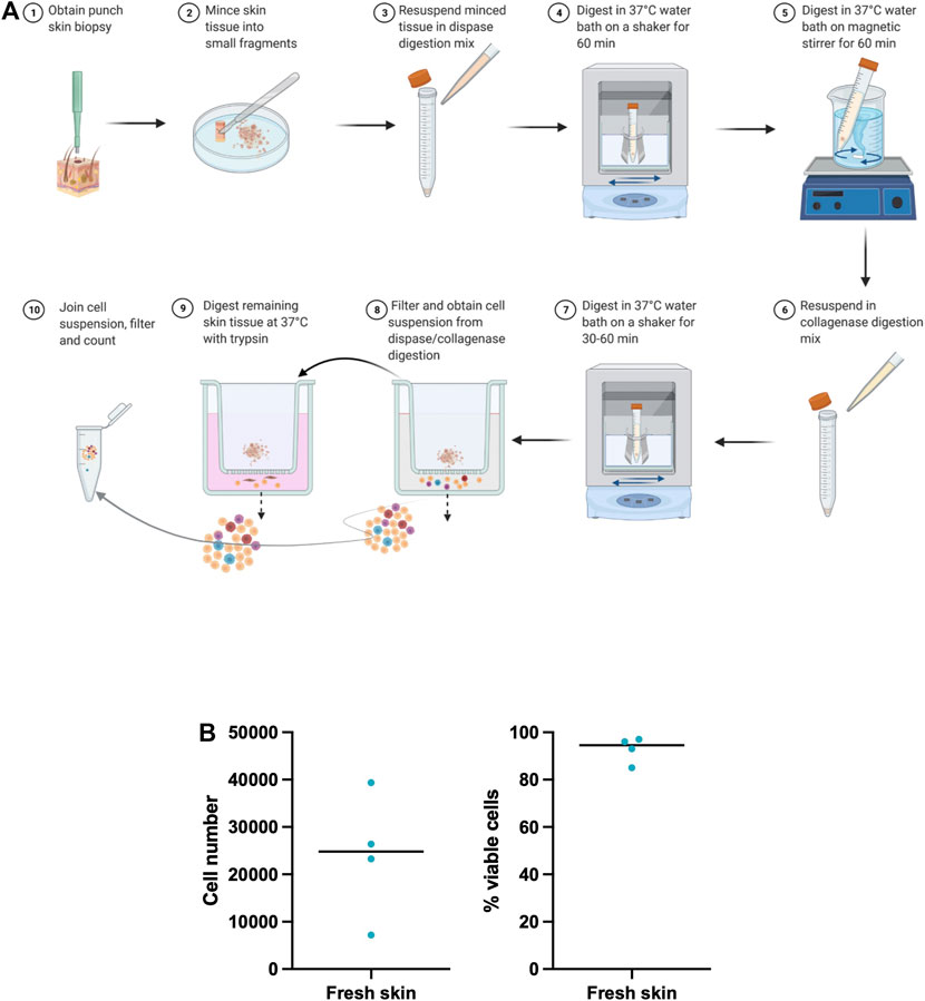 Frontiers | An Optimized Tissue Dissociation Protocol for Single-Cell ...