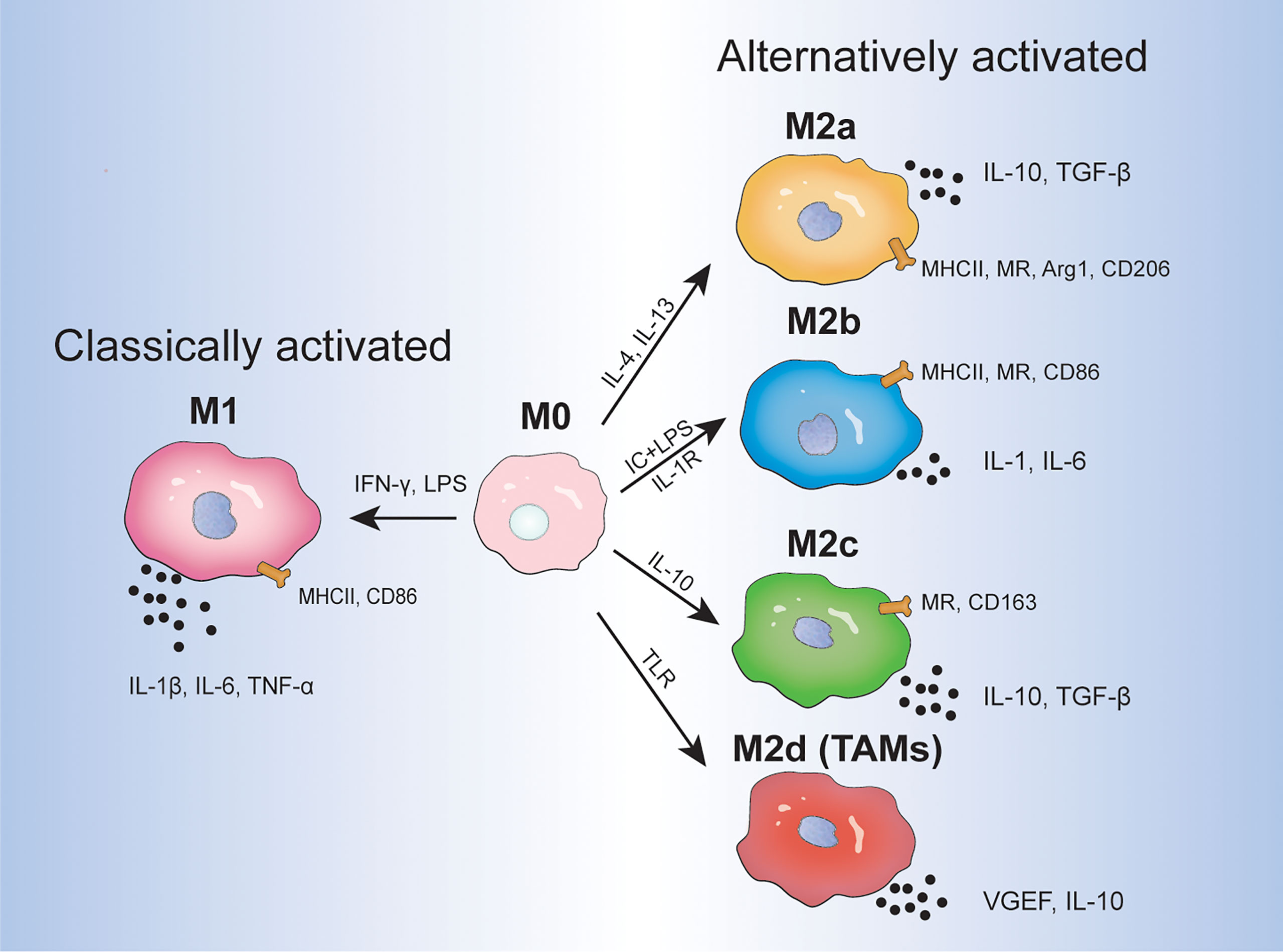 Frontiers | Shaping Polarization Of Tumor-Associated Macrophages In ...