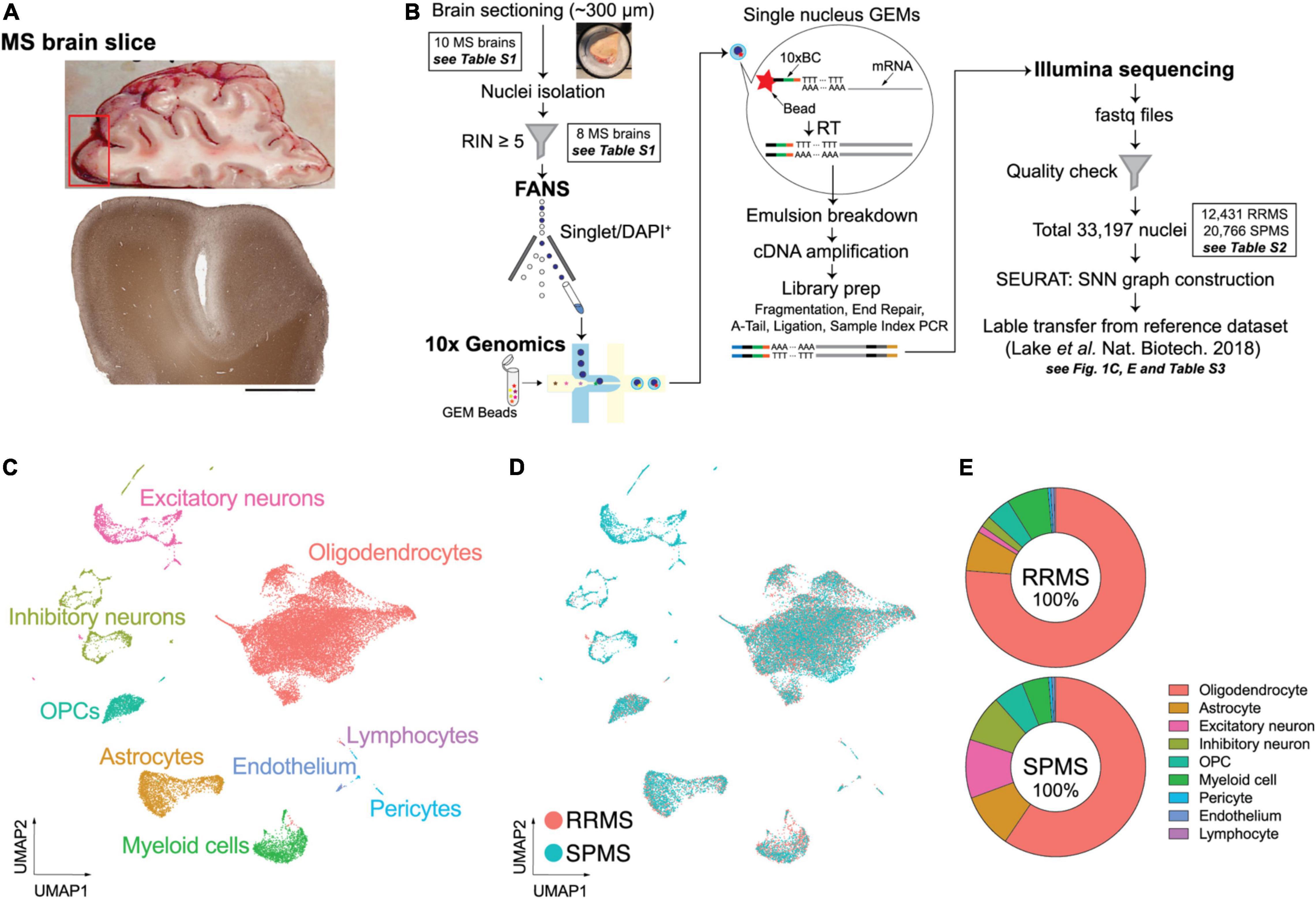 Frontiers | Single-Nucleus RNA-seq of Normal-Appearing Brain Regions in ...