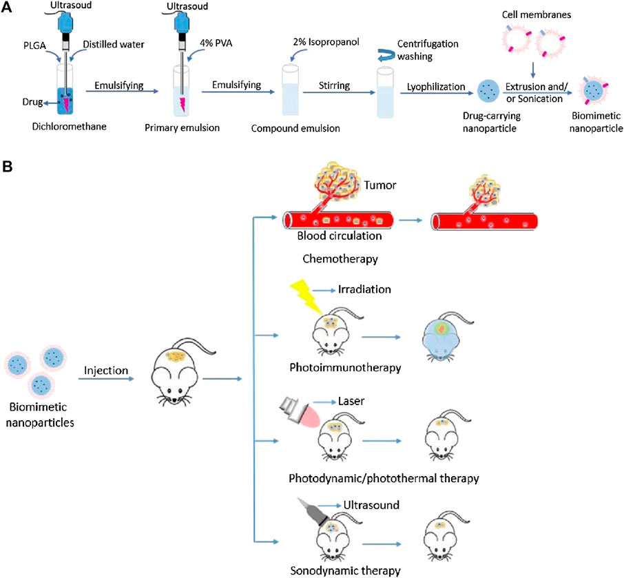 Frontiers | Research update on cell membrane camouflaged nanoparticles ...