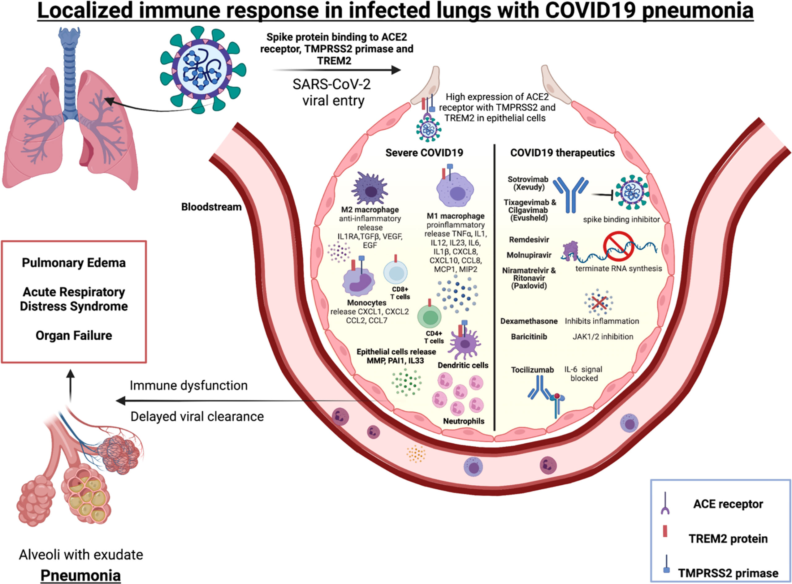 Viral Pneumonia Cell