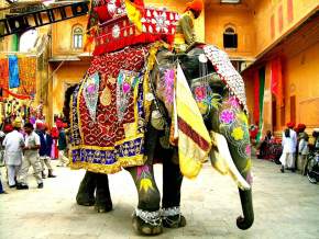 Elephant Rides in West Bengal