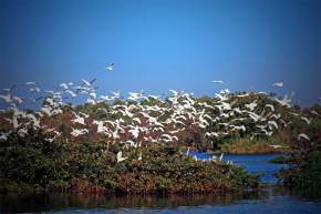 Bird Sanctuary in West Bengal