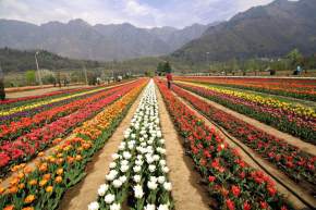 Garden in West Bengal