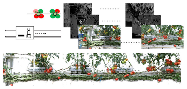 The tomato harvesting robot moves on the rail