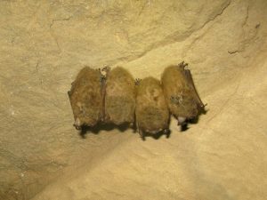 Little Brown Bat cave