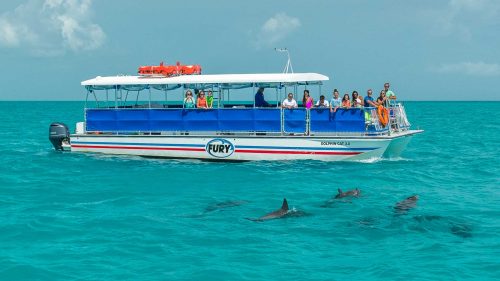 Fury catamaran out in the ocean with guests leaning over railing to view a group of dolphins swimming nearby.