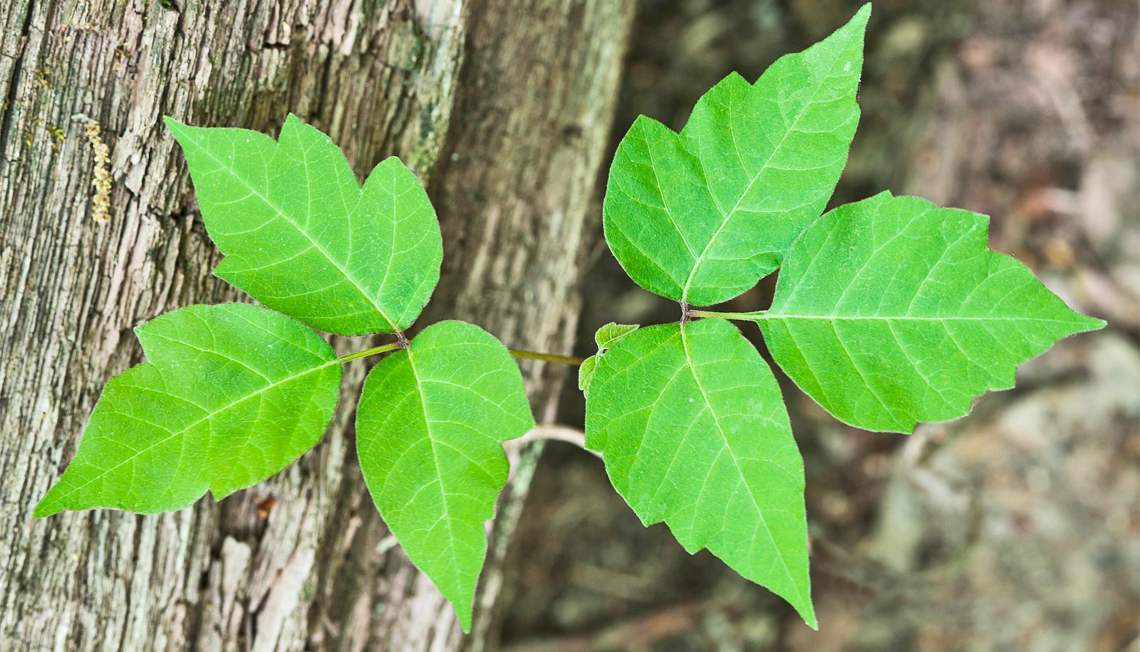 'Leaves of three' isn't true for all poison ivy - Futurity