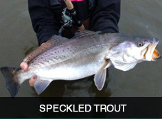 Speckled Trout Sidebar A