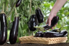 eggplant-picking