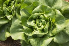 growing-butter-lettuce