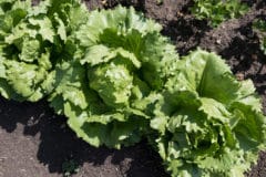 growing-iceberg-lettuce