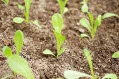 lettuce-sprouts