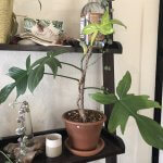 philodendron florida ghost