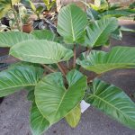 philodendron imperial green