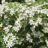 Mexican Orange Blossom Lpomexobl 2019 - Garden Express Australia