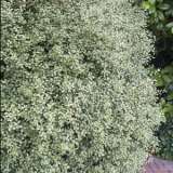 Pittosporum Silver Sheen Lpopitssh 2018 - Garden Express Australia