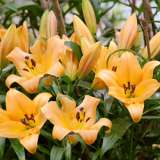 Lilium Saltarello Pklilsal - Garden Express Australia