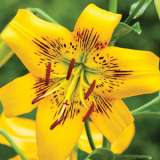 Lilium Yellow Brush Pklilybr - Garden Express Australia