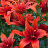 Lilium Red Twin Pklilrtw - Garden Express Australia