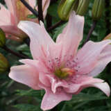 Lilium Double Elodie 2 Pklilelo - Garden Express Australia