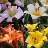 Lilium Planet Collection Collilplc - Garden Express Australia