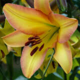 Lilium Rising Moon Pklilrsm - Garden Express Australia