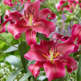 Lilium Touchstone Pkliltou - Garden Express Australia