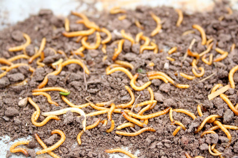 Wireworm - Prevention and Control