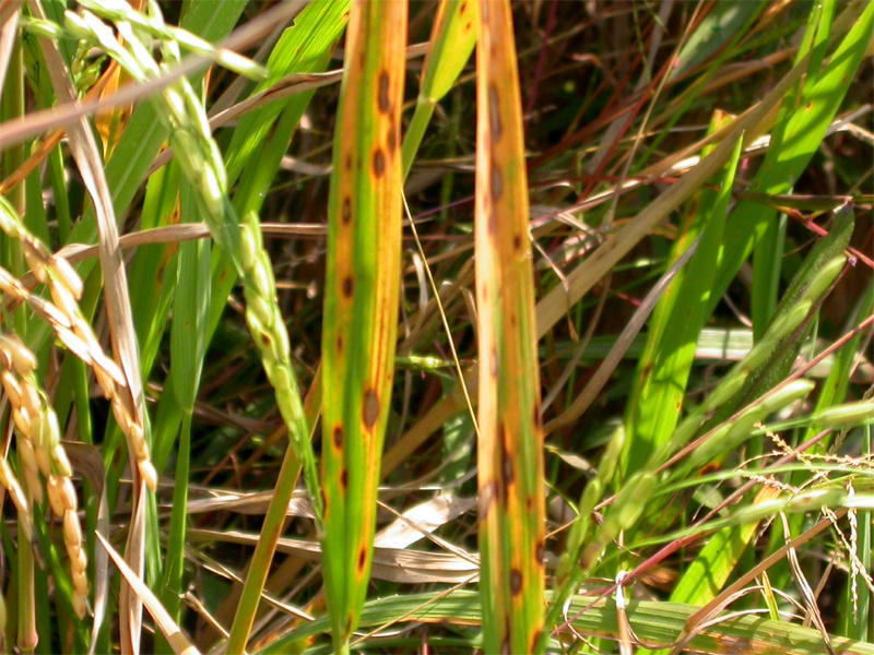 Brown Rice Plant