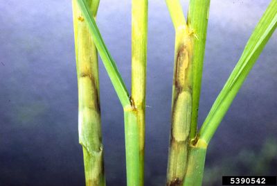 Rice Sheath Blight Control – How To Treat Rice With Sheath Blight image.