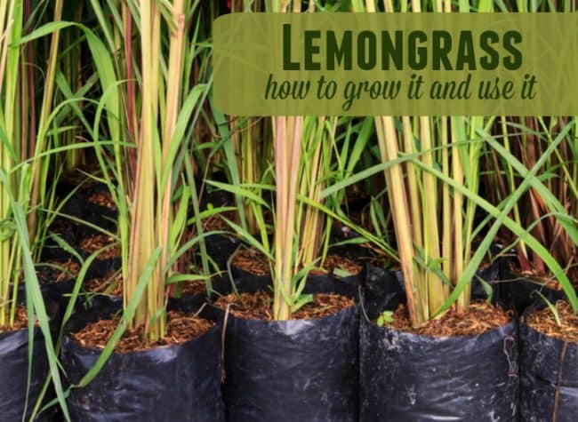 Grow Lemongrass