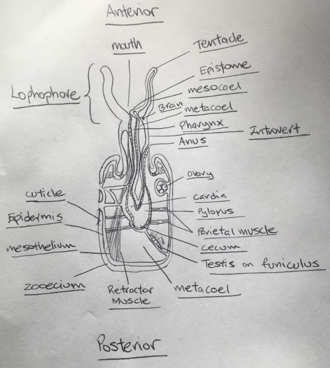 Great Barrier Reef Invertebrates > Classes > Student Project Figures