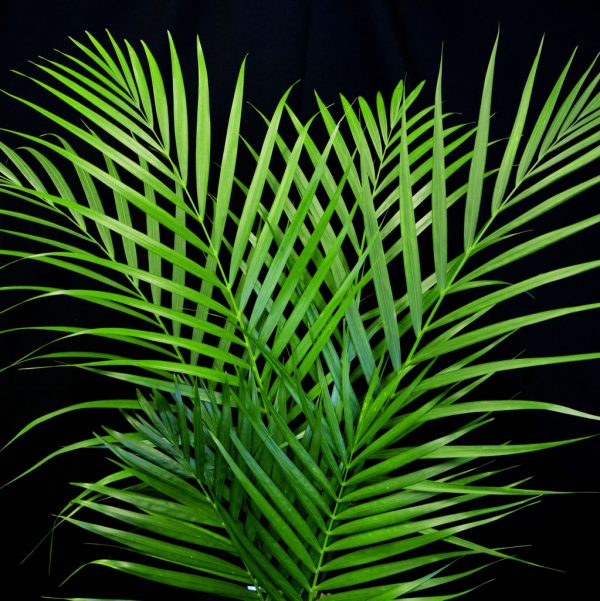 Areca Palm Leaves