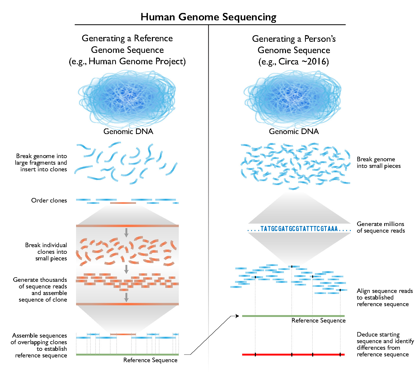 Human Genetic Engineering Graph