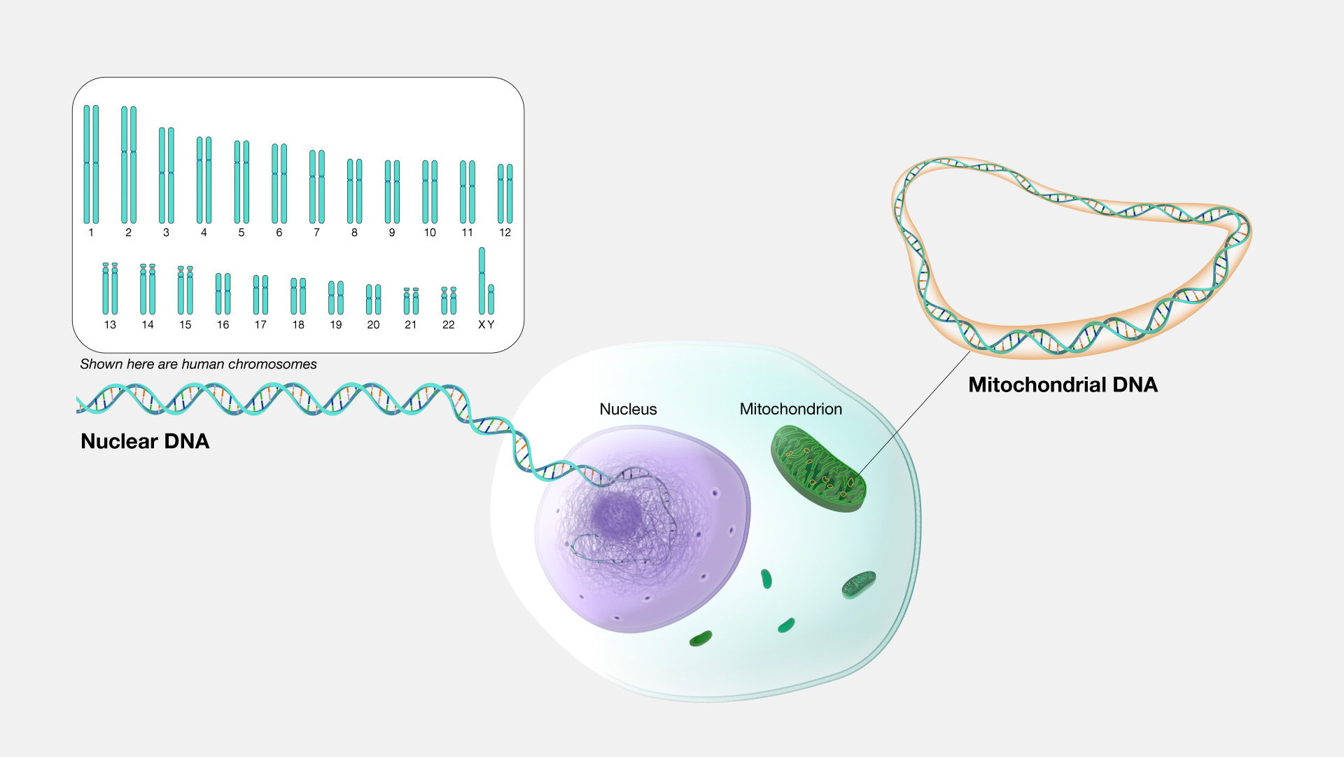 Human Genetics Diagram